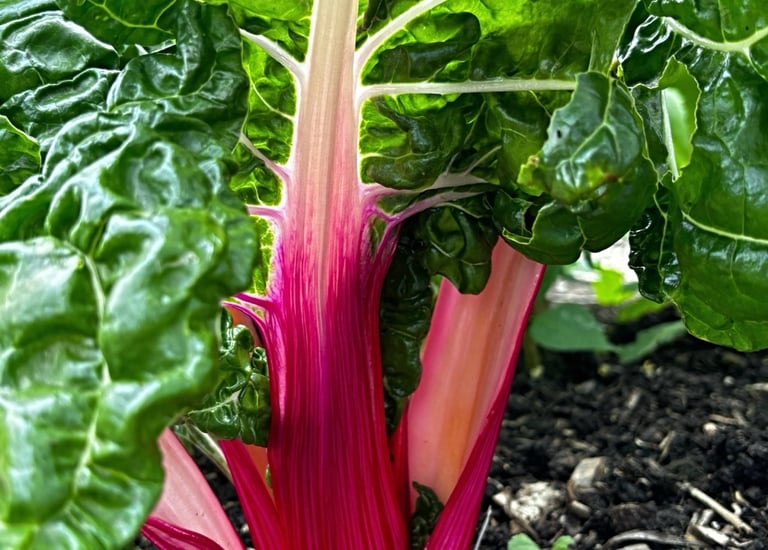 SWISS PEPPERMINT / CANDY CANE CHARD