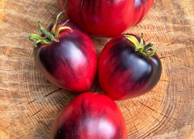 KAS 21 tomato with clusters of smooth, round, bright red tomatoes, a high-yield variety valued for its disease resistance