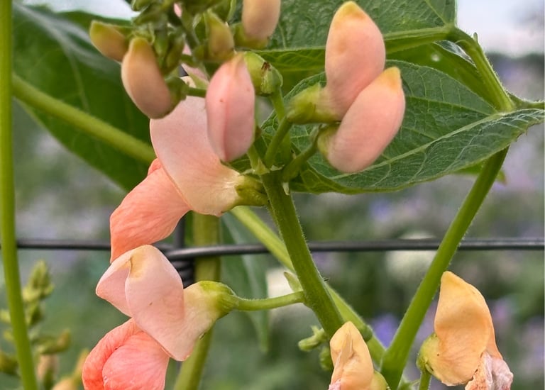 SUNSET RUNNER BEAN