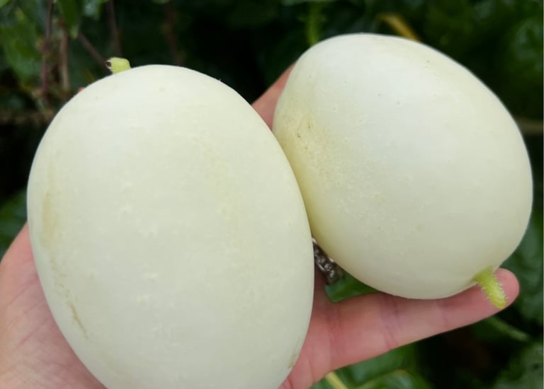 DRAGON'S EGG HEIRLOOM CUCUMBER