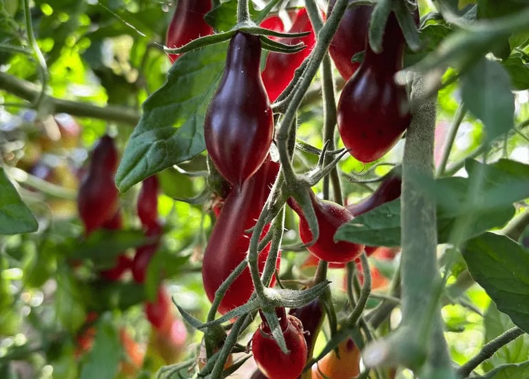 KUMQUAT PINK OPAL l Dwarf Heirloom Tomato 