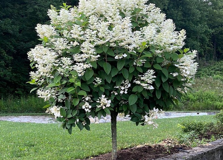 Flowering Shrub