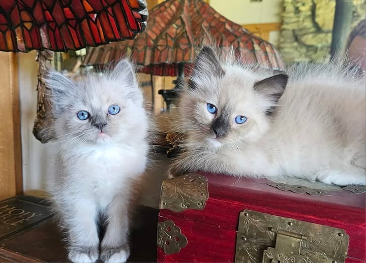 blue mitted TICA registered ragdoll kitten raised in the house and seal point mitted TICA registered ragdoll kitten raised in