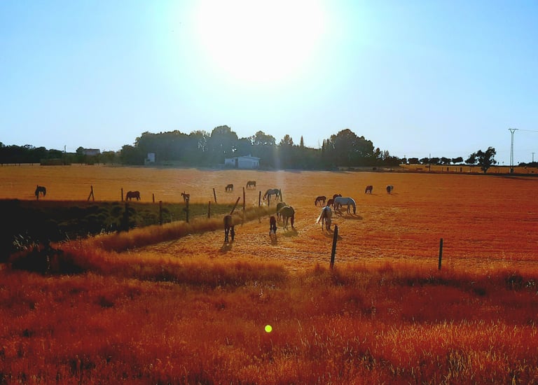 Rutas a caballo, Hípica en La Mancha