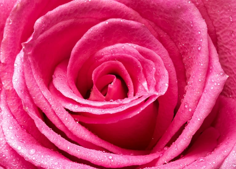 Macro image of a pink rose with water droplets on it