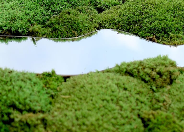 a group of birds flying over a field of moss