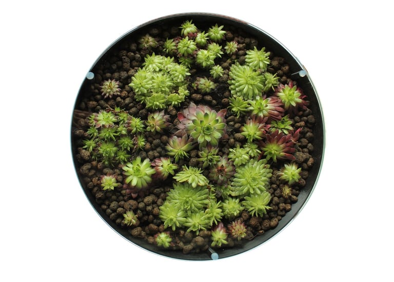 a potted plant with green plants in a pot