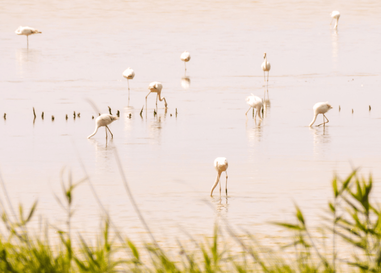 Biodiversità Delta del Po e del Polesine