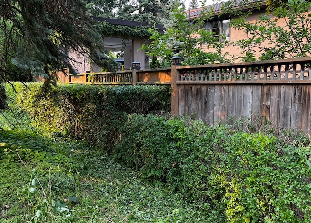 freshly straight cut hedges