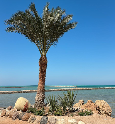 Properties for sale in Al Ahyaa on the beach front.