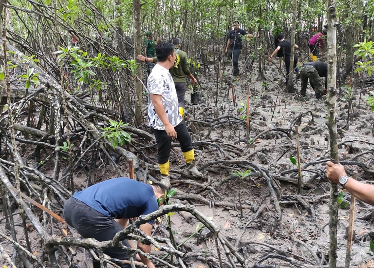 Mangrove rehabilitation program restoring coastal ecosystem with native species in Malaysia.