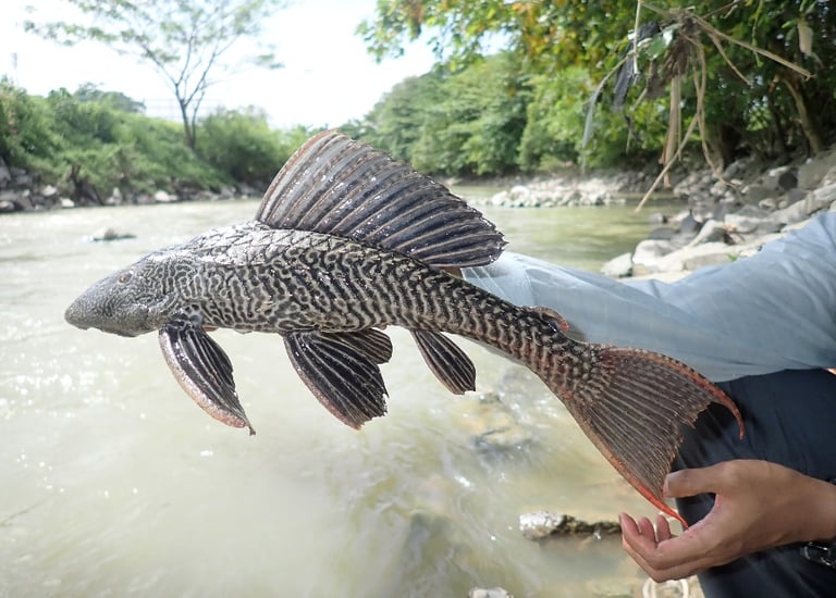 Pterygoplichthys pardalis caught during NATURETECH’s invasive species management activity.