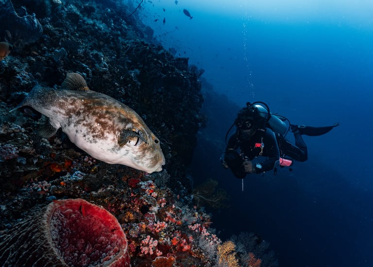 a person in a scuba suit is looking at a fish