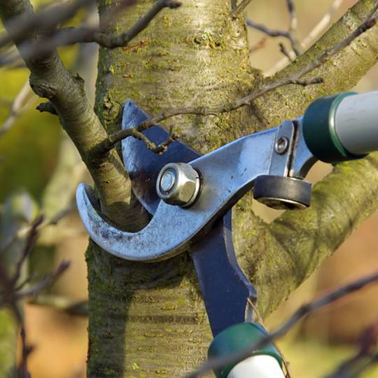 Hand pruning a tree branch