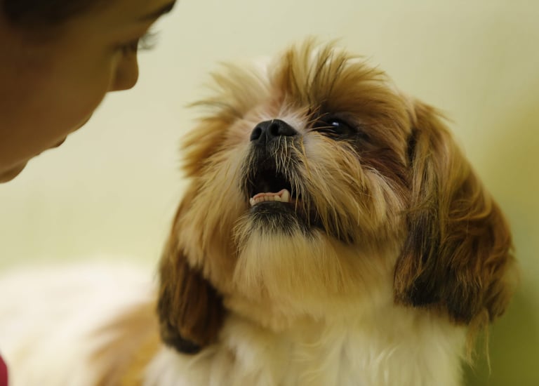 Banho e Tosa e Estética Canina Day Care Pet Escola Canina