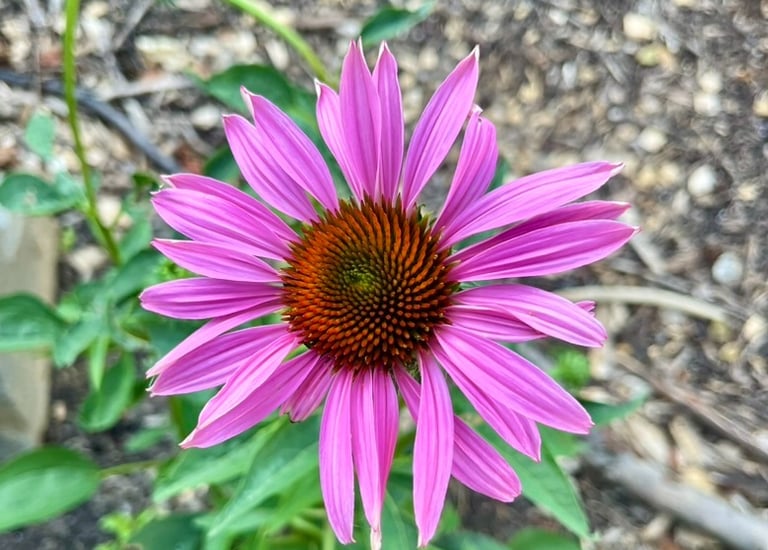 Purple cone flower