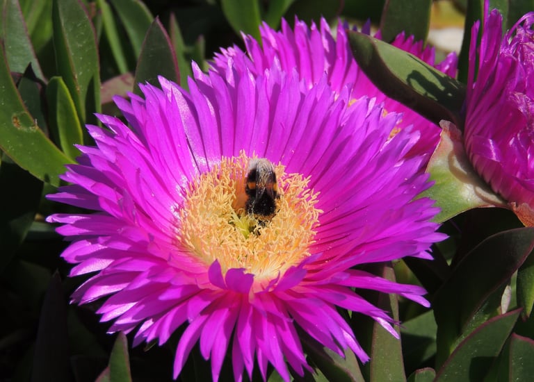 Fleur de Griffe de sorcière - une plante très solide et très florifère mais qui doit être maitrisée 