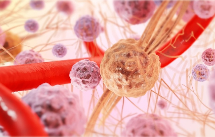 Microscopic image of connective tissue with cells and capilaries.