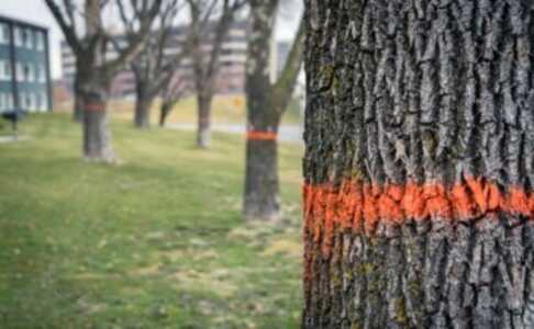 Diseased trees marked for removal