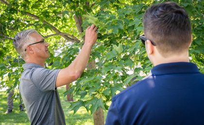 Arborist assessing tree needs.