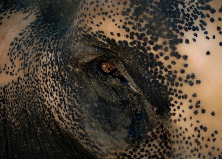 Eléphant de Thaïlande