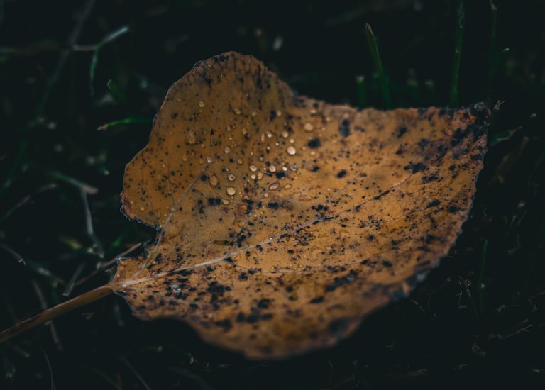 une feuille sur le sol avec des gouttelettes d'eau