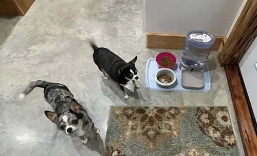 Nyx and Abby—AKC Louisiana Chihuahua sisters, blue merle and black tri, near bowls on concrete floor