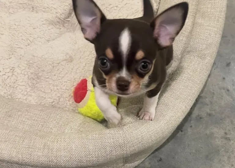 AKC Louisiana Chihuahua pup—walking on dog bed, ball nearby, gazing up at camera