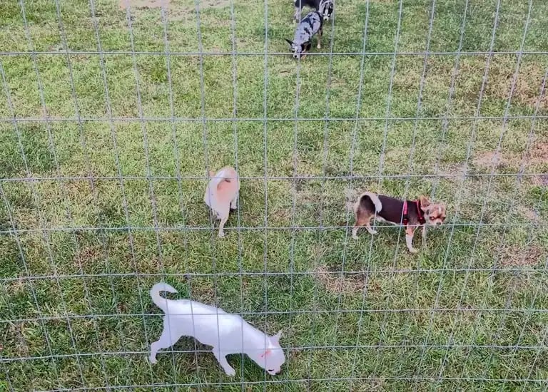 Five AKC Louisiana Chihuahuas—colorful group playing in grassy enclosure