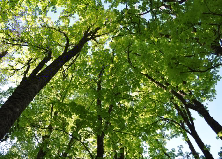 forêt arbre