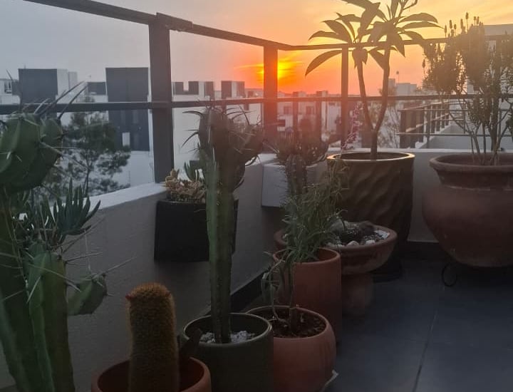 terraza con macetas y plantas nativas de queretaro