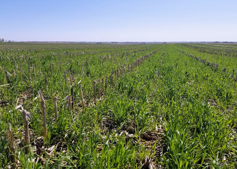Cereal rye drilled into no-till corn residue