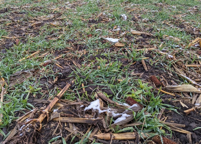 A mix of rye, hairy vetch and clover