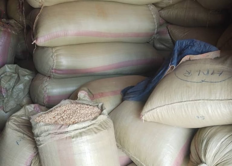 Production de maïs projet Feed the Future