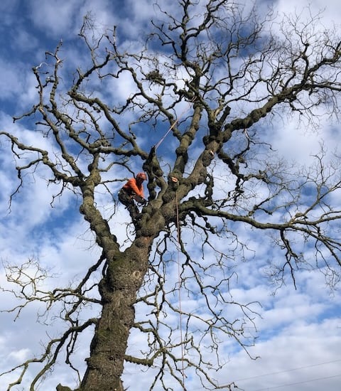 tree surgery Inverurie