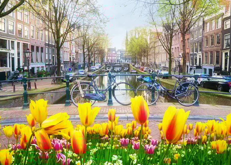 Bicycles on a canal bridge in Amsterdam with yellow tulips in the foreground.