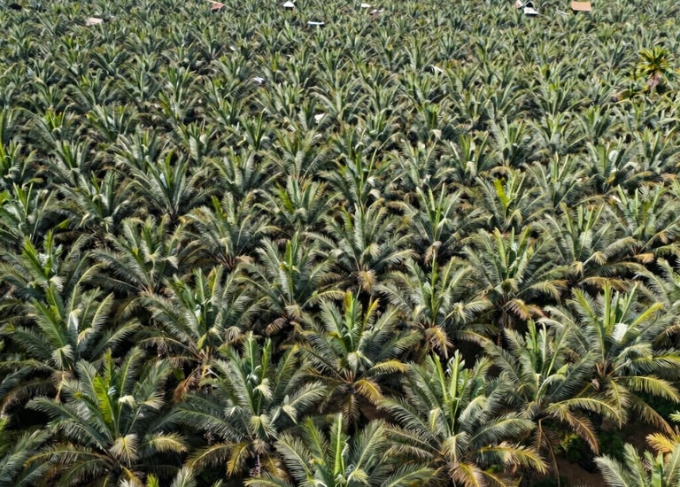 A sprawling agricultural field with workers harvesting crops under a clear sky.