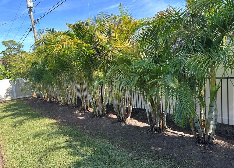 Neatly trimmed palms
