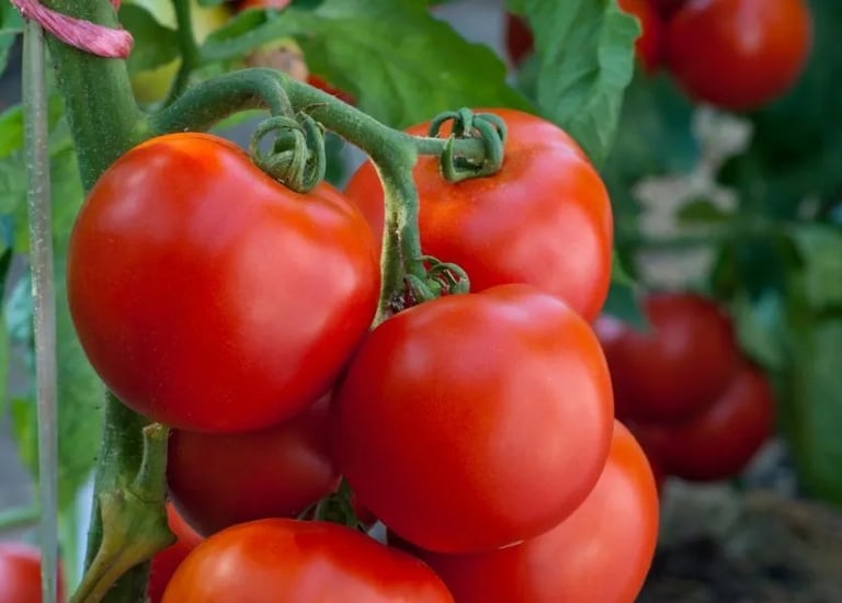 .Import Egyptian Fresh Tomatoes - HS Code 070200