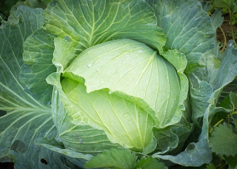 Import Egyptian Fresh Cabbage - HS Code 070490