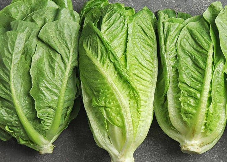 Import Egyptian Fresh Romaine Lettuce - HS Code 070519