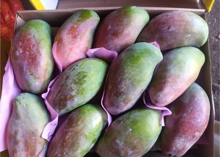 Import Egyptian Mango - HS Code 080450