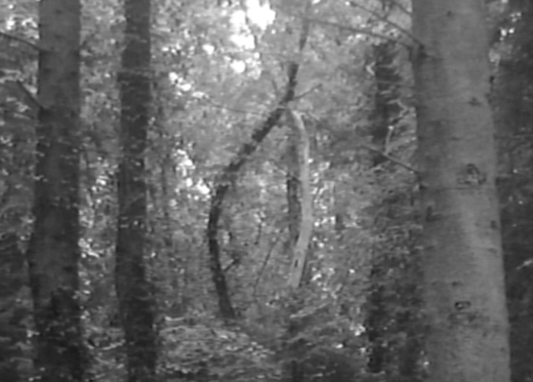 screenshot of forest on a grainy black and white handycam