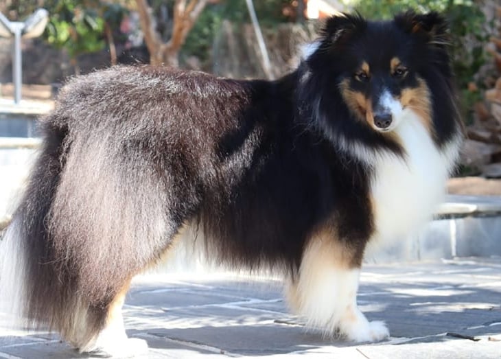 Planes de camada de pastor de las islas de shetland, Shetland Sheepdog