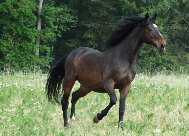 Beau cheval marron d'équithérapie au galop dans la nature