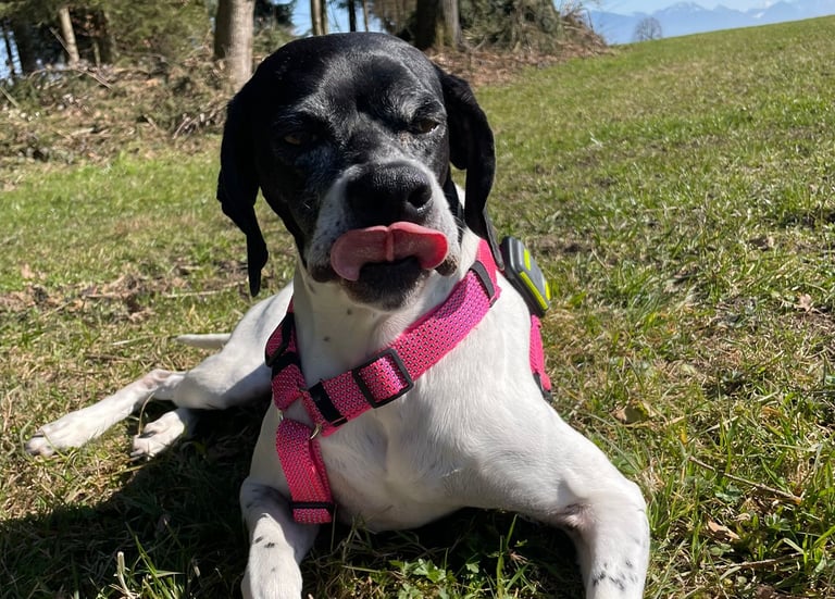 Hundehalsketten