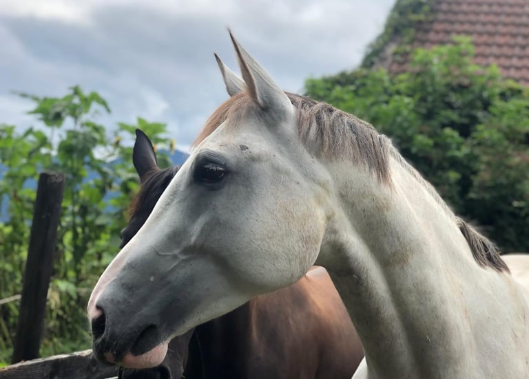 Schimmel Pferd Bayern