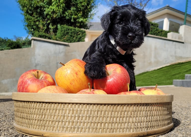 Chiot Schnauzer qui croque la pomme