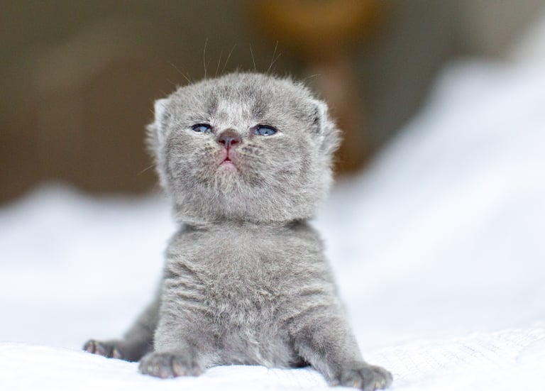 Blue British Shorthair
