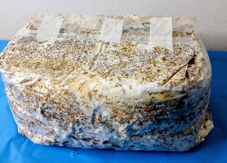 a block of mushroom substrate